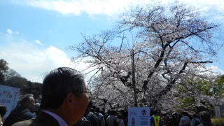 毎年、桜の季節になると