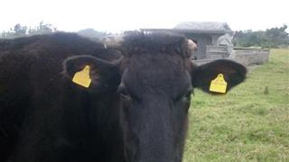 ウシとカメの島