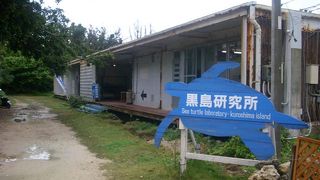 カメの島の部分