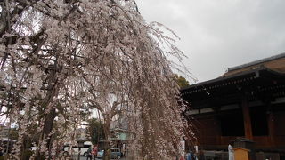 大きな枝垂れ桜の木