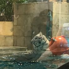 アクアのおやつタイム