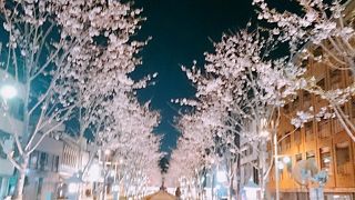 夜桜のライトアップ