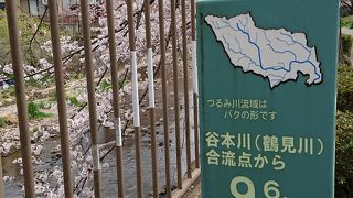 今が最盛期の桜