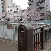 川沿いの桜がきれいでした