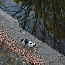 善福寺川の猫