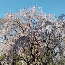 内庭大門から望む垂れ桜