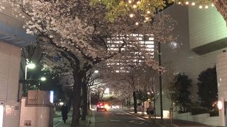 桜が綺麗