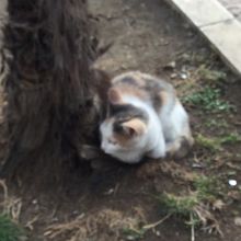 正門横にいた猫