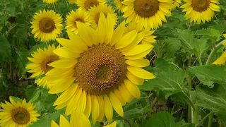 一面のひまわり畑