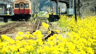 菜の花沿線を走る列車