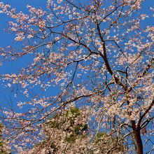 阿弥陀堂の前に咲く桜