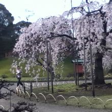 枝垂れ桜景色
