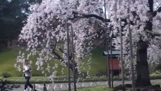 見事な枝垂桜