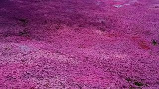 ピンクの絨毯