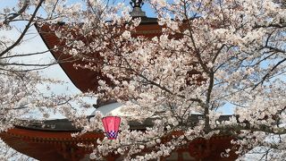 桜が満開の多宝塔