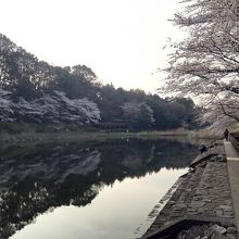 その下流には遊水池。水鳥ウォッチ用のでっかいデッキがある。