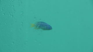 あんまり魚見えなかった。