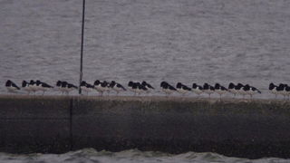 ミヤコドリの大群が見られました。