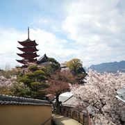 宮島の桜は見頃よ