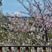 桜が満開の衣笠山展望台 