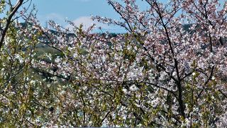 桜が満開の衣笠山展望台 