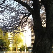 駅前にある一本の桜の木