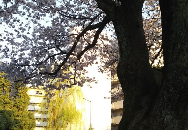 駅前にある一本の桜の木