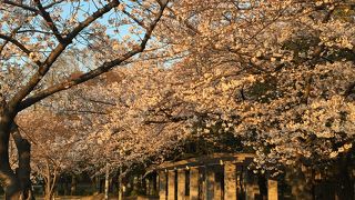 毛馬桜之宮公園