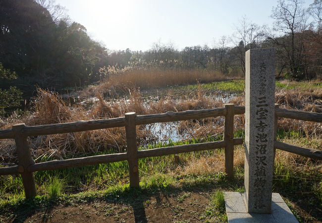 三宝寺池沼沢植物群落 クチコミ アクセス 営業時間 練馬 フォートラベル