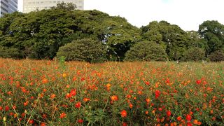 早秋のコスモス