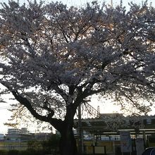 昇り亀の桜