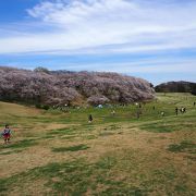 根岸の高台にある桜の名所