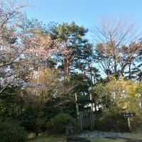 庭園内の桜が開花