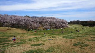 根岸の高台にある桜の名所