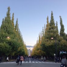 外苑イチョウ並木の景色