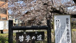 桜満開でした。