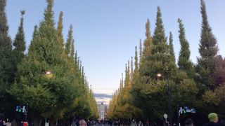 神宮外苑のいちょう並木