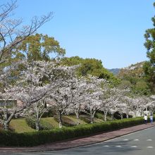 満開の桜並木を歩けます