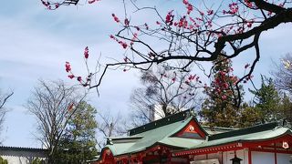 赤い社に梅の花がきれいでした
