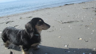 今年度は潮干狩り中止