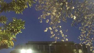 桜が綺麗です。