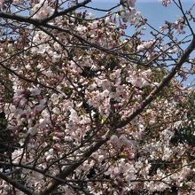桜が咲いた木
