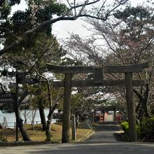 ときわ神社参道　桜はつぼみです