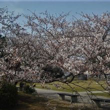 野外彫刻広場の桜が開いた木