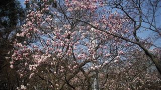 ３月下旬は桜が咲き始めています。木蓮がきれいです。