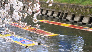 愛知の桜の名所と言えば「五条川」の「のんぼり洗い」