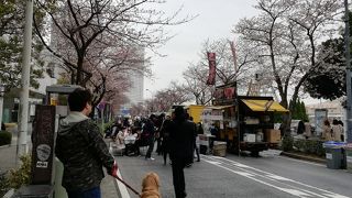 さくら通りの 桜の様子