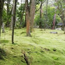 苔庭です
