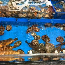 お魚も水槽で泳いでいました