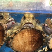 水槽の貝とお魚